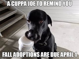 The Ichabod Shop “Memes” Business; Get Adoptions In